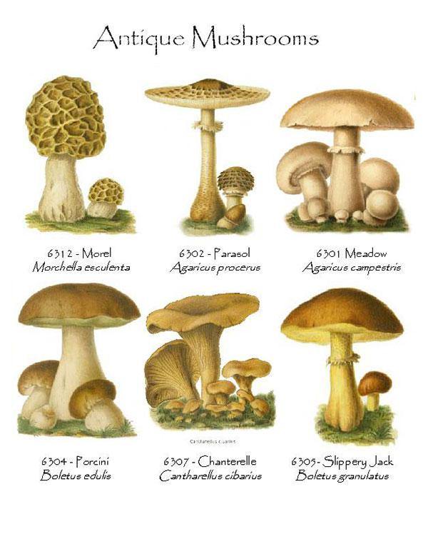 Vintage  Mushrooms Notecards