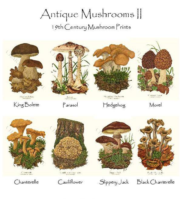 Vintage Mushrooms II Notecards