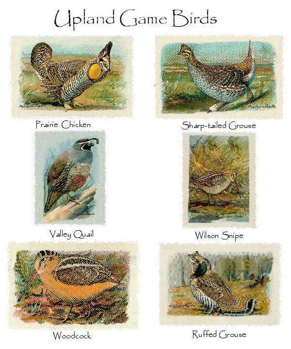Upland Game Birds  Notecards