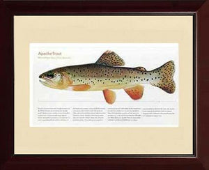 Apache Trout - Charting Nature