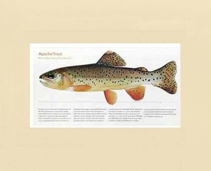 Apache Trout