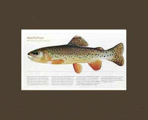 Apache Trout - Charting Nature