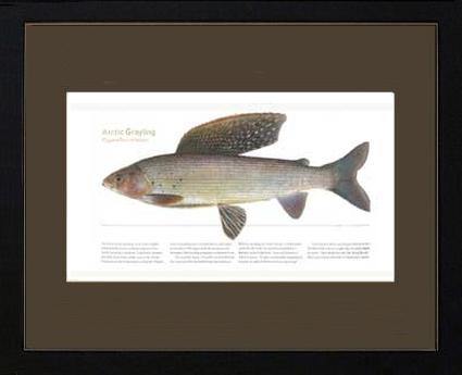 Arctic Grayling - Charting Nature