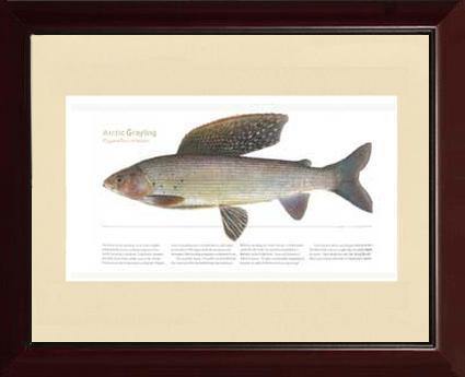 Arctic Grayling - Charting Nature