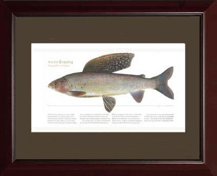 Arctic Grayling - Charting Nature