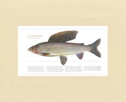 Arctic Grayling