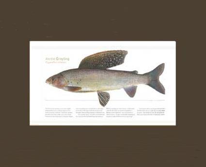 Arctic Grayling - Charting Nature