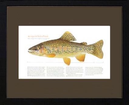 Arroyo la Sidra Trout - Charting Nature