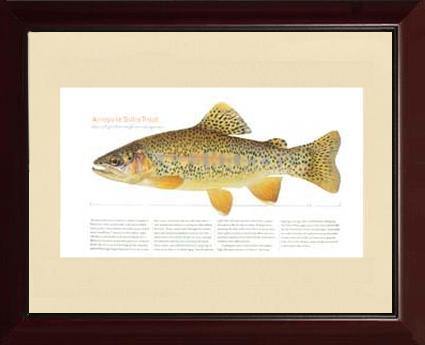 Arroyo la Sidra Trout - Charting Nature