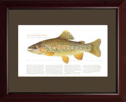 Arroyo la Sidra Trout - Charting Nature