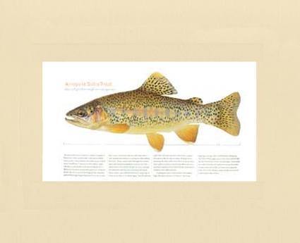 Arroyo la Sidra Trout