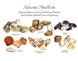 Atlantic Shellfish - Charting Nature