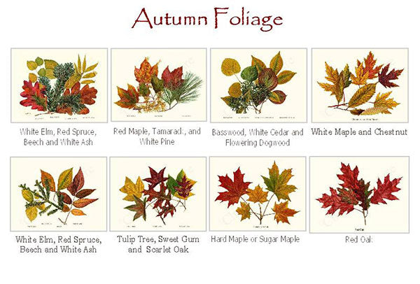 Autumn Foliage Notecards - Botanical print notecard set – Charting Nature