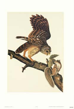 Audubon's Barred Owl