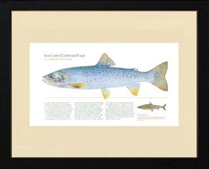 Bear Lake Cutthroat Trout |  Matted Tomelleri Trout Fish Print
