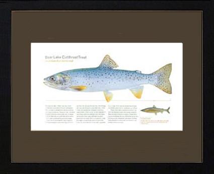 Bear Lake Cutthroat Trout |  Matted Tomelleri Trout Fish Print