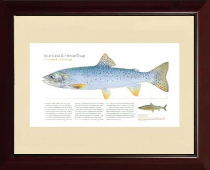 Bear Lake Cutthroat Trout |  Matted Tomelleri Trout Fish Print