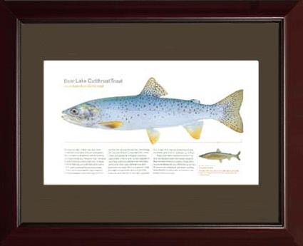 Bear Lake Cutthroat Trout |  Matted Tomelleri Trout Fish Print