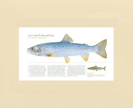 Bear Lake Cutthroat Trout