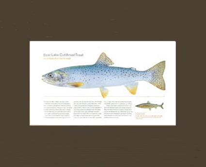 Bear Lake Cutthroat Trout |  Matted Tomelleri Trout Fish Print