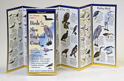 Birds of the New England Coast - Charting Nature