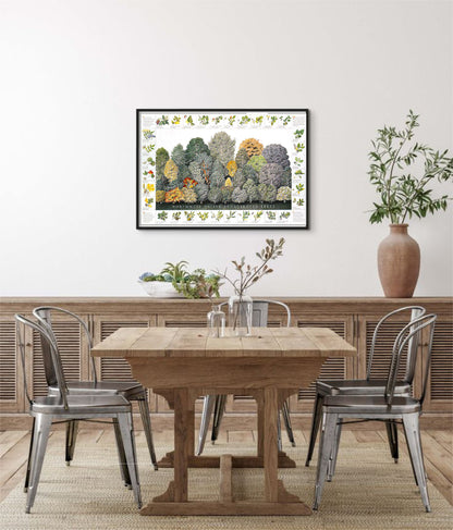 Tree Poster Northwest Native Broadleaved Identification Chart