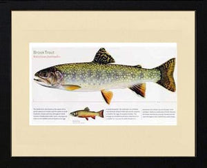 Brook Trout