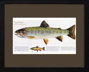 Brook Trout
