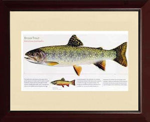 Brook Trout