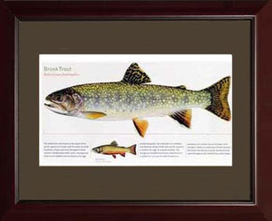 Brook Trout