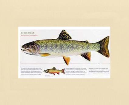 Brook Trout