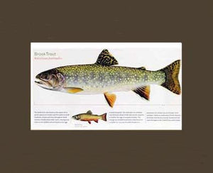 Brook Trout