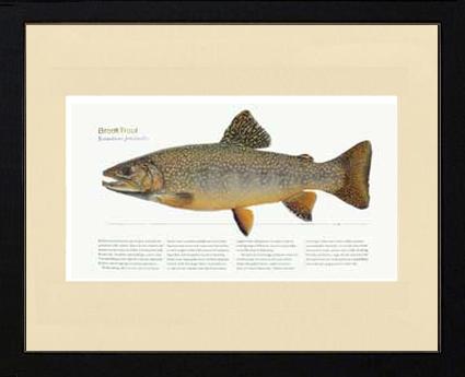 Brook Trout |  Matted Tomelleri Trout Fish Print