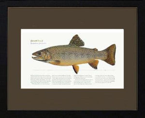Brook Trout