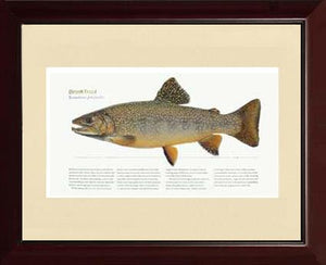 Brook Trout
