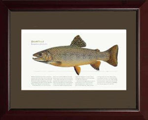 Brook Trout