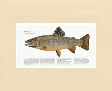 Brook Trout