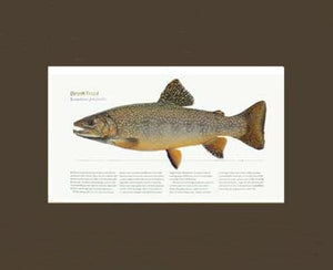 Brook Trout