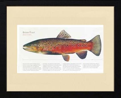 Brown Trout - Joseph Tomelleri |  Matted Tomelleri Trout Fish Print