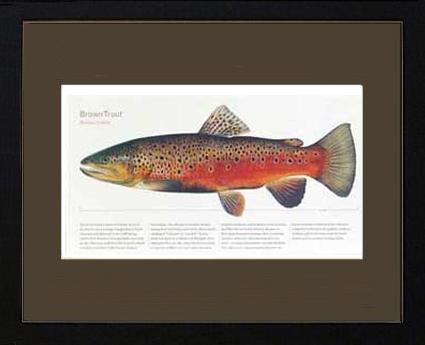 Brown Trout - Joseph Tomelleri |  Matted Tomelleri Trout Fish Print