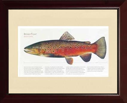 Brown Trout - Joseph Tomelleri |  Matted Tomelleri Trout Fish Print