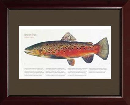 Brown Trout - Joseph Tomelleri |  Matted Tomelleri Trout Fish Print