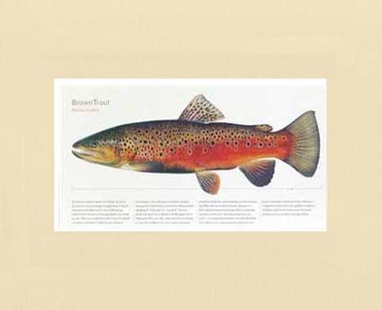 Brown Trout