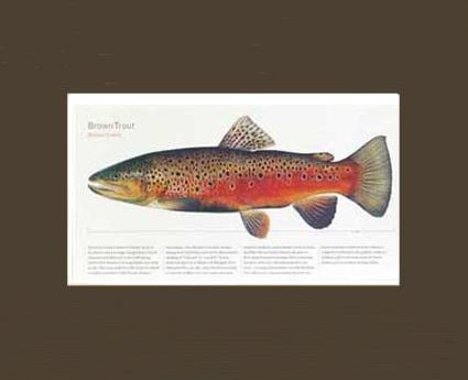 Brown Trout - Joseph Tomelleri |  Matted Tomelleri Trout Fish Print