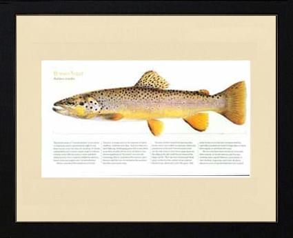 Brown Trout |  Matted Tomelleri Trout Fish Print