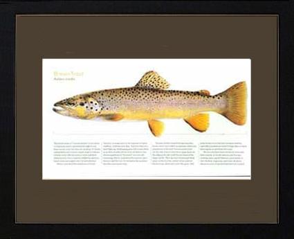 Brown Trout |  Matted Tomelleri Trout Fish Print