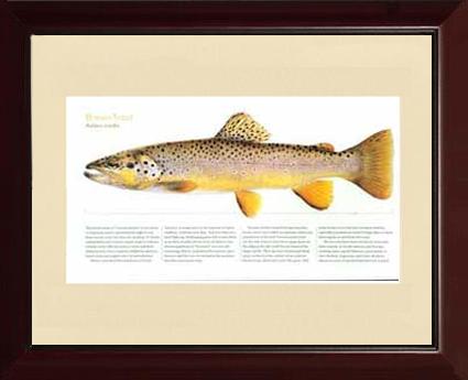 Brown Trout |  Matted Tomelleri Trout Fish Print
