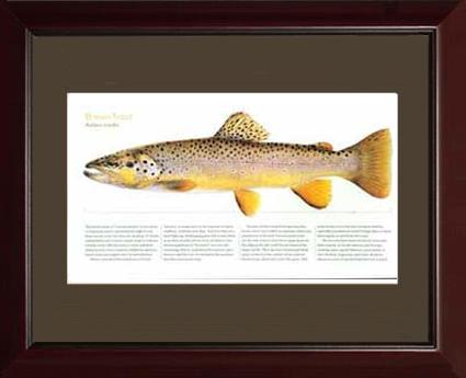 Brown Trout |  Matted Tomelleri Trout Fish Print