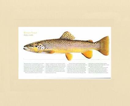 Brown Trout