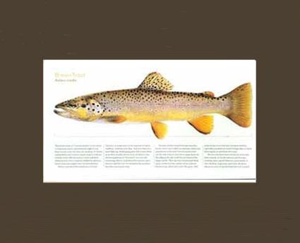 Brown Trout |  Matted Tomelleri Trout Fish Print